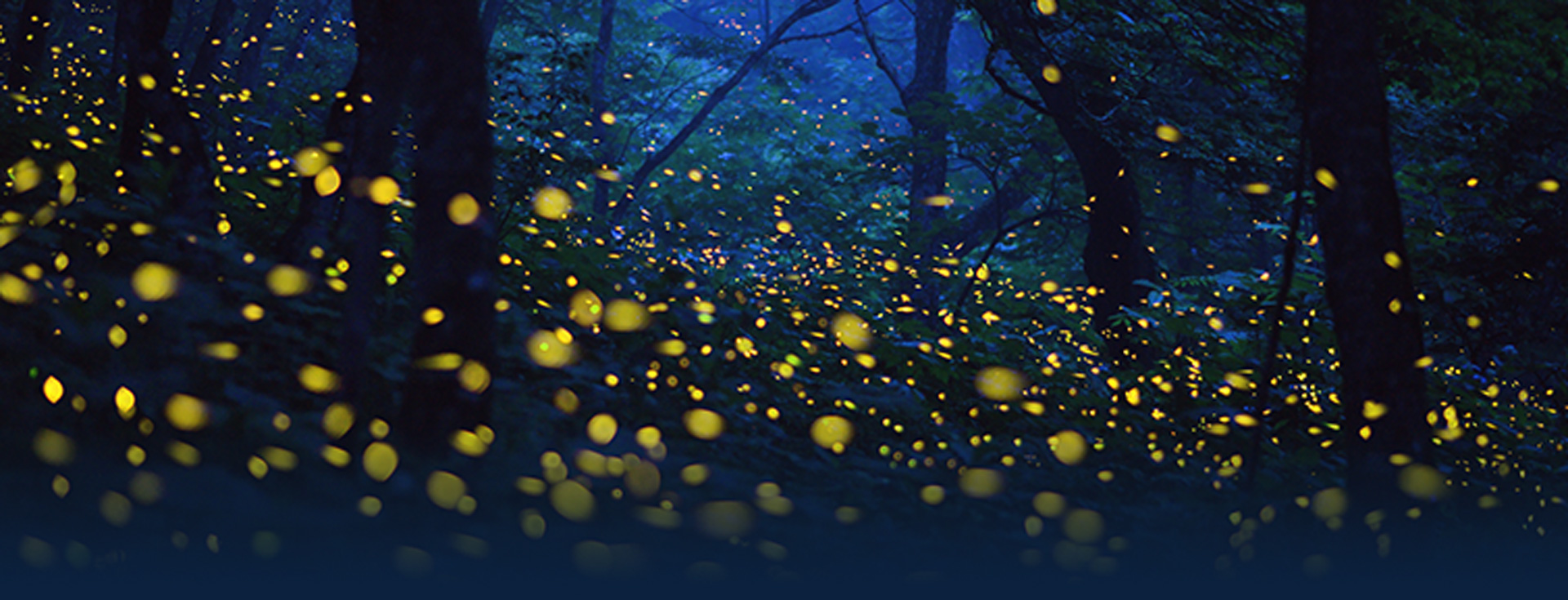 100万匹の光のイルミネーション